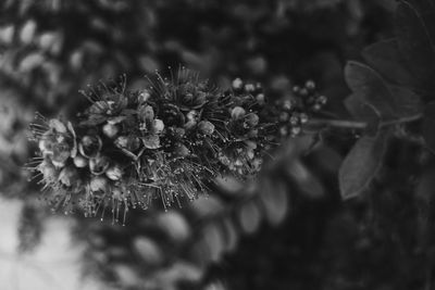 Close-up of flower