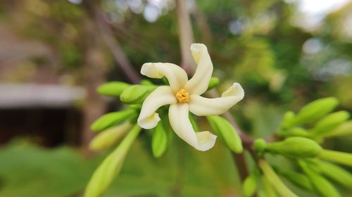 Close-up of white flowering plant