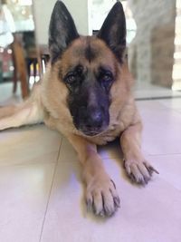 Portrait of dog relaxing on floor at home