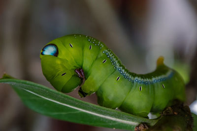 Close-up of insect on leaf