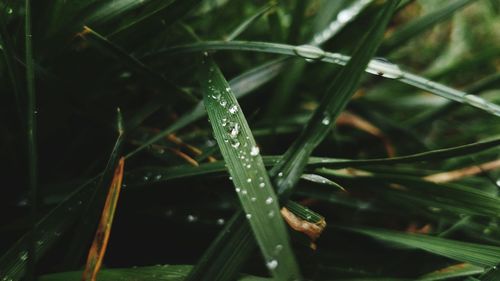 Close-up of wet plant