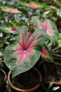 Close-up of wet maple leaf