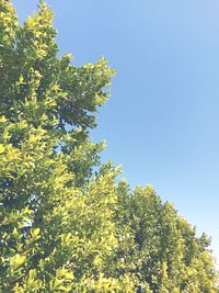 Low angle view of trees against blue sky