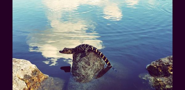 Close-up of turtle on rock by sea