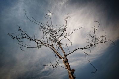 Low angle view of bare tree against sky