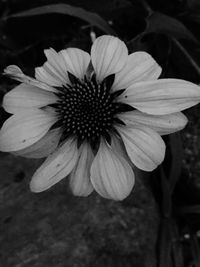 Close-up of black-eyed blooming outdoors