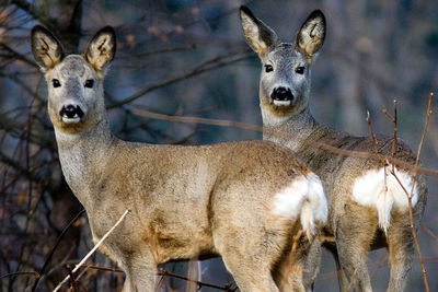 Portrait of deer standing on field