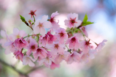 Close-up of pink cherry blossoms