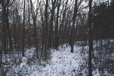 Bare trees in forest during winter