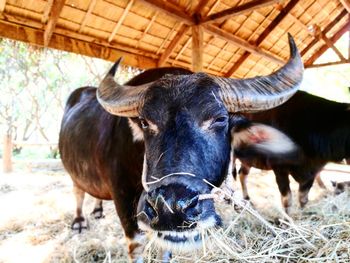 Close-up portrait of buffalo at shed