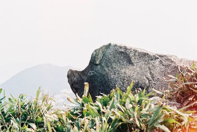 Close-up of lizard on field against clear sky