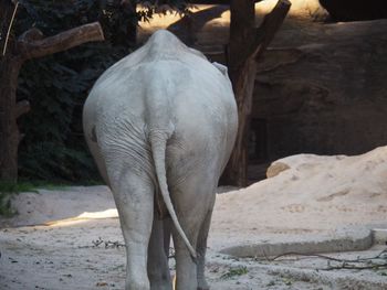 Rear view of elephant