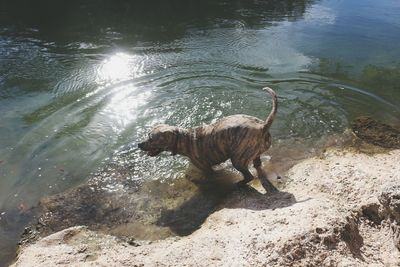 High angle view of lion swimming in lake