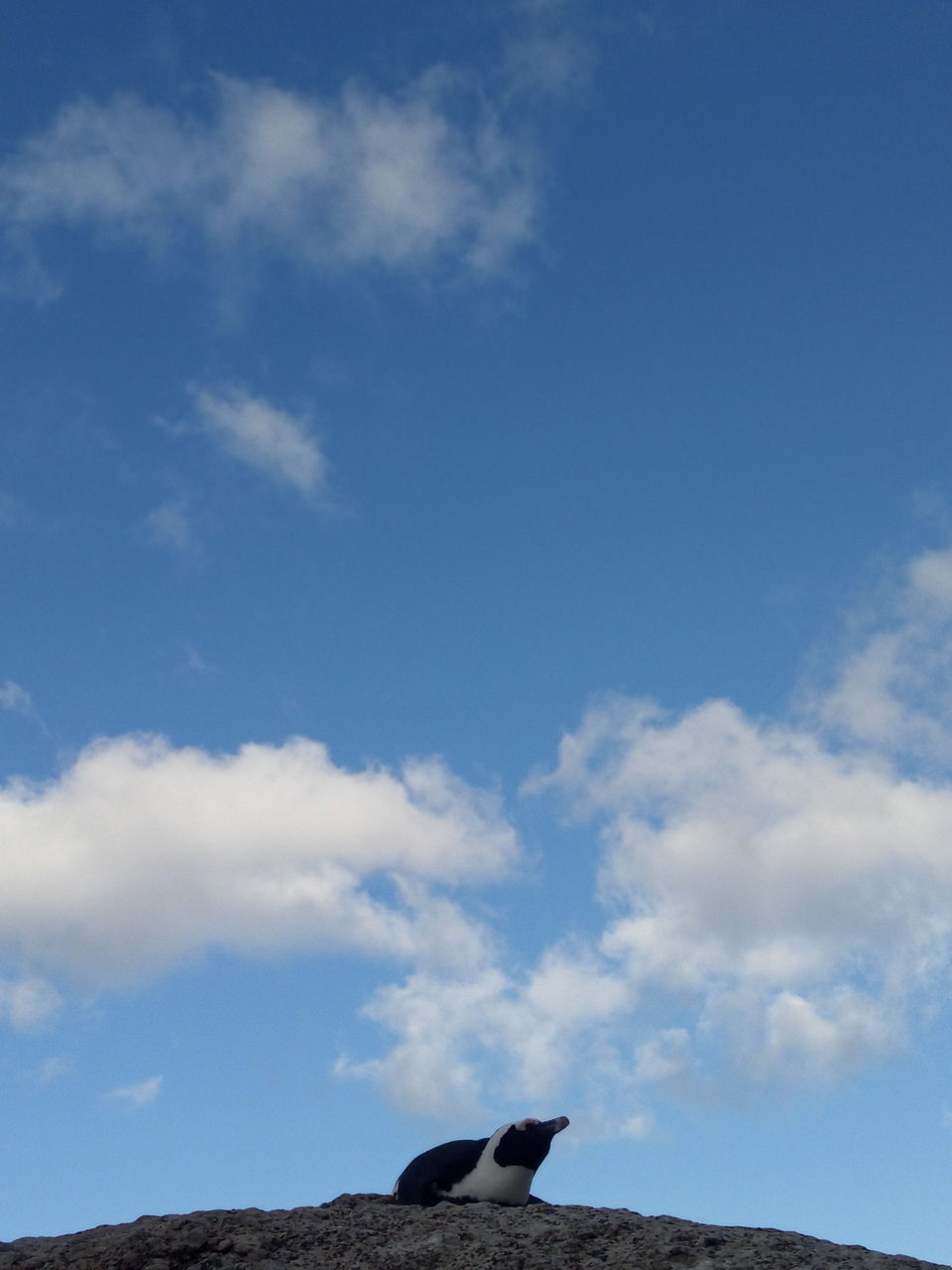 LOW ANGLE VIEW OF ROOF AGAINST SKY