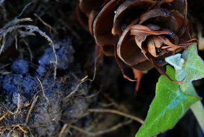 Close-up of rose