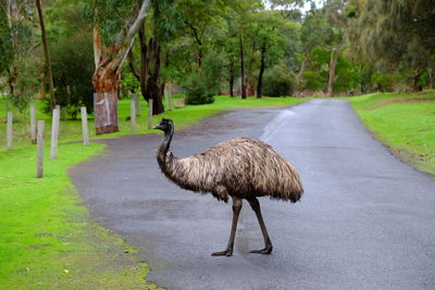 Emu looking away standing on road 