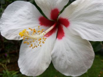 Close-up of white hibiscus flower