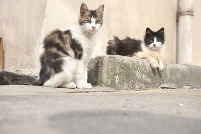 Portrait of cats sitting