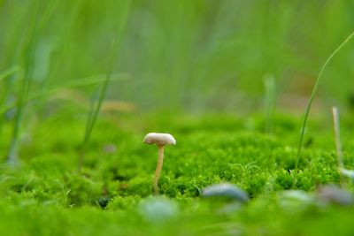 Close-up of mushroom growing on field