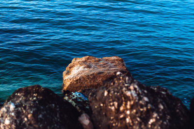 Close-up of lizard on rock by sea