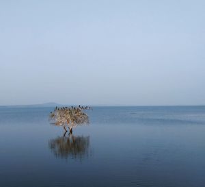 Scenic view of backwaters against clear sky