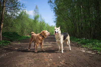 View of dogs on dirt road