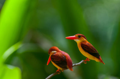 Close-up of birds perching on leaf