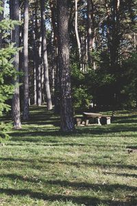 Trees on grass