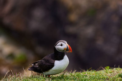 Fratercula puffin in saltee island ireland. in the process of migration 