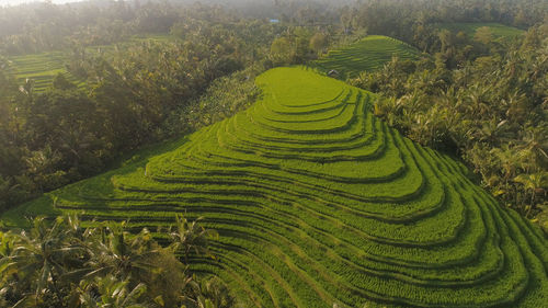 Rice terrace and agricultural land with crops. aerial view farmland with rice fields 