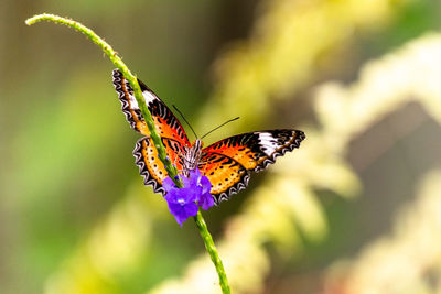 Close-up of butterfly pollinating on flower