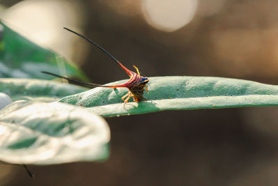 Close-up of butterfly