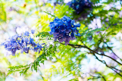 Close-up of purple flowers blooming on tree