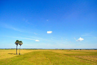 Scenic view of field against blue sky