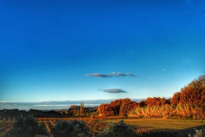 Scenic view of trees on field against blue sky