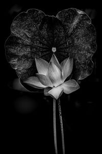 Close-up of lotus water lily blooming against black background