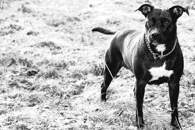 Staffordshire bull terrier standing on field