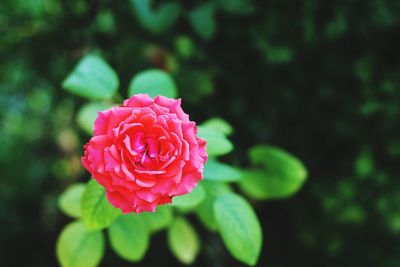 Close-up of pink rose