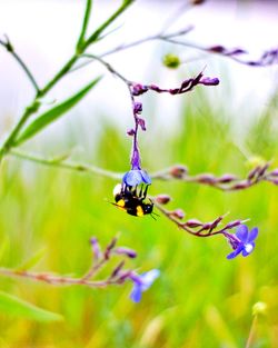 Close-up of insect on purple flower