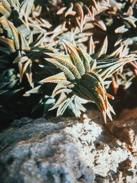 Close-up of plant growing on rock