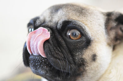 Close-up of dog