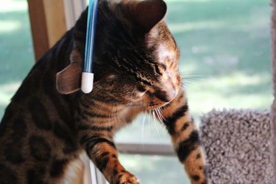 Close-up of a cat