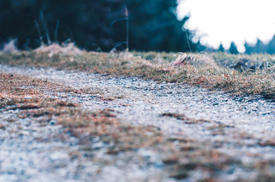 Close-up of road on field