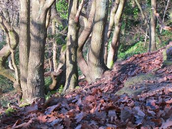 Fallen tree in forest during autumn