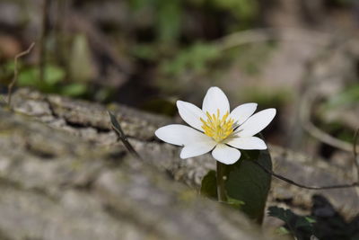 Close-up of white flowering plant