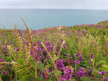 Close-up of purple flowers growing by sea against sky