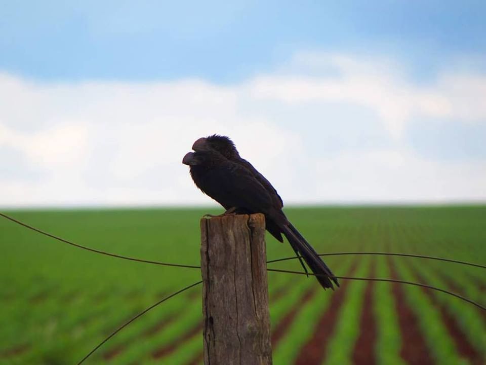 PIGEON PERCHING ON WOODEN POST