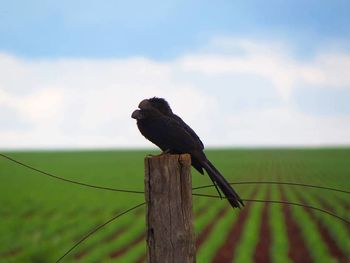 Bird perching on wooden post