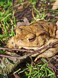 High angle view of frog on land