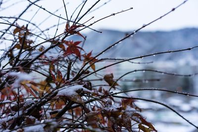 Close-up of frozen plant against sky